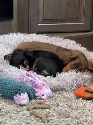 This is what they do in a chilly day!! Yes those are their toys they have pulled out today. 😂🐾🐾 #fypシ #minidachshund #minichihuahua #dachshund #dachshundsoftiktok #chihuahua #chihuahuastiktok #minidoggo #weineedog #molly #aurora #lifeofadog #problemchild #🐾