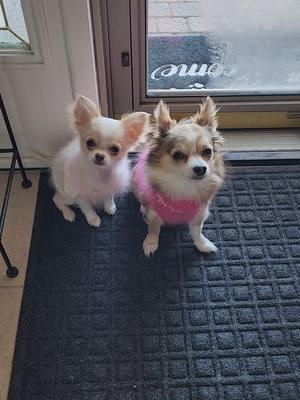 It's -8° outside but it feels like -26 Postman Dan to the rescue #frannielife #postmandan #FranDan #graciebeane #puppytiktok #frannieandthebeane #cutepuppies #chihuahuas #longhairedchihuahua 