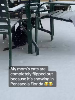 They are Florida kitties and have never seen snow before n😂😂😂😻😻😻😻 32 degrees and snowing in FLORIDA!! #nuntok #catsoftiktok #nuntokisthebest #episcopal #AChangeofHabitBook #convent #snow #snowkitty #confused #whaaaat #genx #keeptiktok #fypシ 