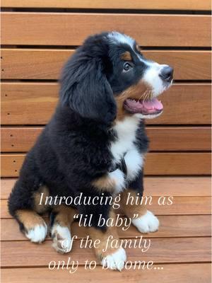 Always our baby, no matter his size!  #funny #funnyvideos #fun  #dogsonthetrails #goodestboy #workingdogs  #sillydog #funnydog #funnypets #dogsbeingdogs #dogstagram  #showthepaw #dogpaw #pawdogs #dogpaws #dogs #dogsofinstagram #dogsofinsta #petsofinstagram #pet #pets  #bernesemountaindogofinstgram #bernese #bernesemountaindog #largepuppy #mybaby