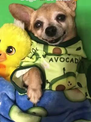 RascaI is smiling because he got to go to his favorite place to eat. 🥑🐥💚💛🙏🐕##fy##avocado##pray##bestie#chickfila##weloveyou##prayingdog##talkingdog##tiktokdogs##adorable##dogs##chihuahua##dogsoftiktok##chihuhuasoftiktok##pets##PetsOfTikTok##jesus##tiktokfamily