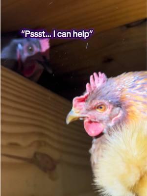 Lord Karen - - - #coopconfessions #belltherooster #bell #babybell #probsbitching #fyp #funny #comedy #laugh #share #havefun #smile #storytime #storytelling #story #animals #farm #farmlife #chicken #chickens #rooster #funnyanimals #chickens #chickensoftiktok #chickentok #joke 