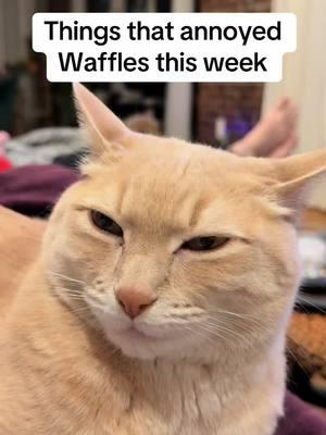 I really don’t know how he puts up with us #fyp #foryou #cats #catsoftiktok #waffles #maple #annoyedcat #grumpycat #funnyanimals #kittens 