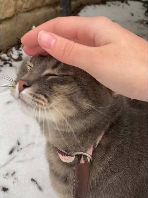 Poker also enjoyed the snow this morning. And tried to catch a bird in the bush 🌳 #snow #fyp #snowingintexas #cats #rescuecat #petcat #catsoftiktok #cattok #greytabby #catsinsnow #catsinthesnow