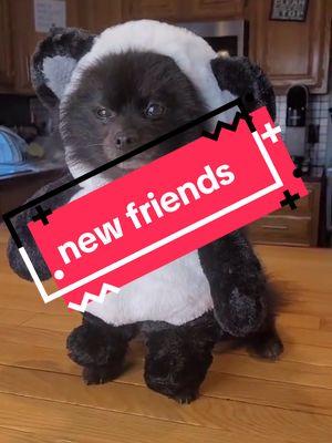 let's make new friends #dogsoftiktok #dog #funnypet #dogtok #tiktokfam #newfriends #newtiktoksupporters #panda #doglover #cutedog #cutedogsoftiktok 