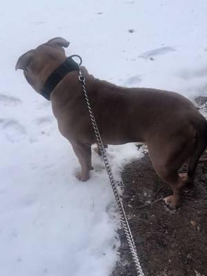 Rex and his wtf moment with the snow #wtf #rex #snow nj #cold #10degrees #why #bully #bulldog #pitbull #ihatesnow #ihatethecold #winter #dogs #dogsoftiktok #dogsoftiktokviral #dogsvideo #dogstory 