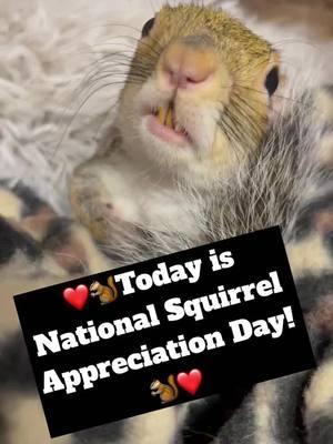 Happy National Happy National Squirrel Appreciation Day! 🐿️🎉  Today is the perfect day to support Nolin River Wildlife and help protect and rehabilitate animals in need. 💚 Consider donating and making a difference!  #NationalSquirrelAppreciationDay #SupportWildlife #NolinRiverWildlife #WildlifeConservation #ProfessorKlump