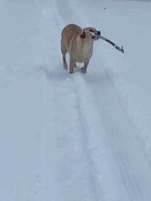 #louisianasnow #fyp #viral #snow #batoneouge #louisiansnowday #lab #yellowlab 