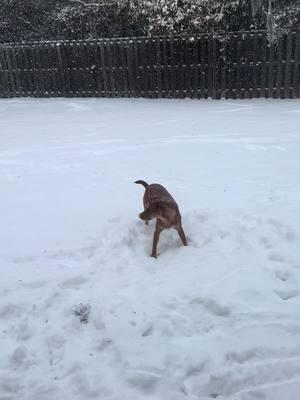 #snowday #snow #maverick #fastasfboi #firstsnow #fakehusky #zoomies 