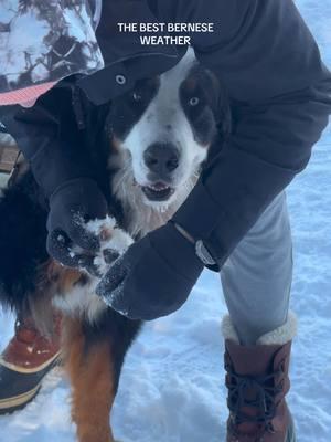 Idk Celsius and also the slow mo did me DIRTY this morning #bernesemountaindogsoftiktok #bernesemountaindoglovers #bernesemountaindog #bernesemountainpuppy #dogbrothers #celsius 