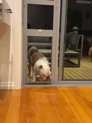 She is so smart I cannot deal!!! Credit: @@bulldogandbunnies  . . . . . . . . #englishoftiktok #englishbulldoglove #englishbulldog #englishoftheday #englishbulldogsoftiktok #englishbulldogsoftiktok❤️ #englishbulldogpuppiesoftiktok #englishbulldogpuppy #englishbulldogloves #bulldogsoftiktok #englishbulldogs 