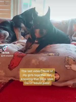 #onthisday #jan #21st #2021 #last #vid #of #emmy #an #darlin #together #emmytheminpin #mommy #still #missingyou 