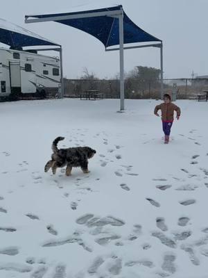 Luca living his best life ❤️❄️🐾#fy #fyp #doginsnow #aussiedoodle 