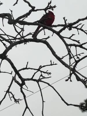 A cardinal visiting as the snow starts to fall. #cardinal #cardinalbird #🕊️ #iseeyou #snow #sc #snowinsc #winter2025 #rvlife #fulltimerv #littlethings #❤️ #❄️ #birdwatching #birdfood #feedthebirds #birdsoftiktok #birds #birdwatchingcommunity #myview #bird 