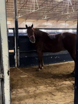 #barbiedreamhorse #greenreiner #horsesoftiktok #reininghorse #APHA #texashorses #AQHA #coldweatherhorsecare #horsecareroutine #reininghorses 