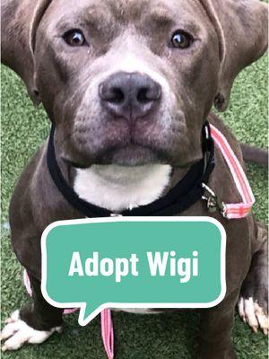 Learn more about Wigi at nycacc.app or our mobile app "ACC of NYC" by searching for his name or ID: 214738 Meet 2 year old Wigi. He has big floppy ears and an even bigger heart! This playful and happy boy has been at Manhattan ACC for over 2 months after being brought in by the NYPD. Though Wigi’s journey started with some bumps, he’s ready for a fresh start with a loving, patient adult household. Wigi thrives when given time to decompress and would love a home that helps him work on his manners. He’s already shown his friendly side when meeting other shelter dogs through a gate and has so much potential to be a wonderful companion. With love, patience, and playtime, Wigi is sure to become your best friend in no time! #nycacc #boroughbred #AdoptableDog #nycdogs #shelterdog