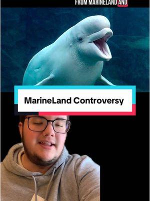 What’re your thoughts? #greenscreen #education #news #marineland #animals #belugawhale #environment #wildlifenews #wildlife #conservation #wildlifeconservation #whales #canada #marinelandcanada 