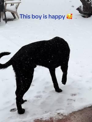 Finn is in his happy place 🥰 #snowdog #puppers #houstonsnow #finnsflock