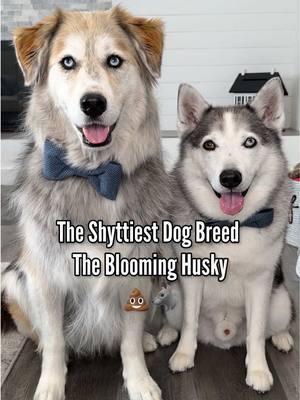 WE’RE BACK!!! Husky ownership is like dating someone ridiculously attractive but an absolute pain in the butt. You’re not sure if they’re worth the hassle or you just need therapy. 🫠 #husky #huskies #siberianhusky #huskylove #huskylife #fypシ 