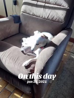 #onthisday #jackrussell #jackrussellterrier #jackchi #woof #sundog #dog 