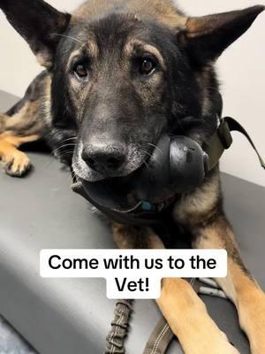 Vet day with Arlo! Trying to get rid of his ear infections! #k9arlo 