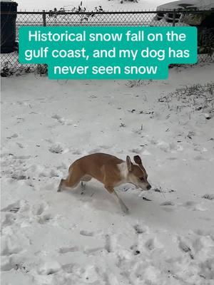 Needless to say, she LOVES it!  #snow #snowdog #cutedog #dogsfirstsnowfall #winterstorm #dogsoftiktok 