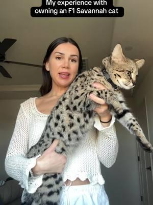 As with any pet you bring into your home, please do your research on them before getting one 🥰 #savannahcat #f1savannah #bigcat #catsoftiktok #cattok #serval #servalcat #foryou #fyp 