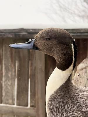 Beautiful Pintail finished up. 🦆#taxidermy #artist #fypシ゚viral #waterfowl #foryoupage #foryou #taxidermist #pintail 