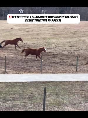 ‼️Watch this! I guarantee our horses go crazy Every time this happens! #CapCut #americandreamfarm #horse #horsetok #funnyvideo #horsehumor #horsegirl #horselife #learn #learnfromme #LearnOnTikTok #learnabouthorses #horsesoftiktok #horsesontiktok #letsgocrazy 