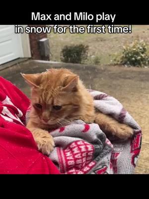 Max and Milo touch snow for the first time! #snow #snowpets #catsinsnow #dogsinsnow #snowday 