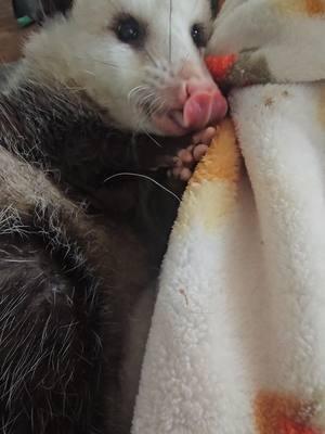 #opossumsoftiktok #opossum #opossumlove #opossumtiktok #opossumtok #opossums #opossumtiktok #wildliferescue #wildlife #wildanimal #wildliferehab #marcupials #rehabilitation #fyp 