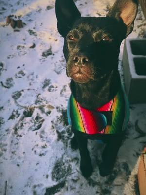 Snow days with the crew ❄️🐾 #winterintexas #winterfashion #fypシ #dogsoftiktok 