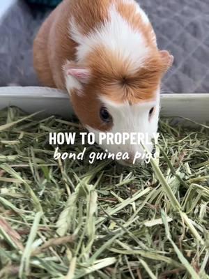 How to properly bond your guinea pigs together 🤍 #guineapig #guineapigsoftiktok #fyp #smallanimals #propercare #pets #bondingguineapigs #guineapiglove #petcare 