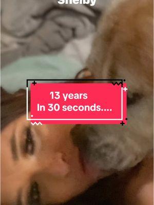 Go back in time with me & shelby.... #13years #shelby #pitbull #boxer #dog #rescue #rescuedog #iloveyou #oldsoul #mygirl #forever 