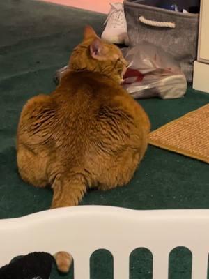 Laundry and Lectures 😂 #catsoftiktok #tiktokpets #sillycat #gingercat #cutecat #fatcat #chonkycat #cattok #chattycat #catswhoyell 