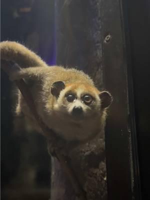 When you leave a mean comment, this is who you’re talking to 🥺 Throwback to baby Gizmo!  #memphiszoo #loris #babyanimals #cute #throwback #GlowUp 