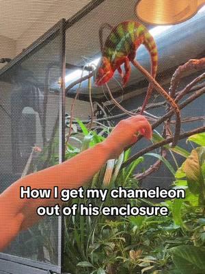 #chameleonsoftiktok #chameleon #pantherchameleon #pantherchameleonoftiktok #ambilobepantherchameleon #lizard #lizardsoftiktok #lizardmom #cute #cutepet #PetsOfTikTok #petlover #reptile #reptilesoftiktok #reptilekeeper #reptilemom #reptiletiktok #exoticpets #fyp 