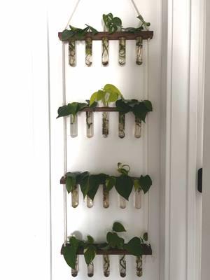 before and after 🌱 potted, emptied, and refilled my hanging propagations #beforeandafter #plants #plant #propagate #PlantTok #planttiktok #plantsoftiktok #pothos #philodendron #leaves #sprouts #beautiful #plantbasedbaby