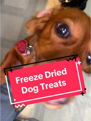 Seriously ONE INGREDIENT!!! #freezedrieddogtreat #dogtreat #dachshundsoftiktok #freezedriedchicken 