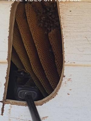 Exorcizing Beemons #killerbeeguy #invasivespecies #honeybee #killerbee 