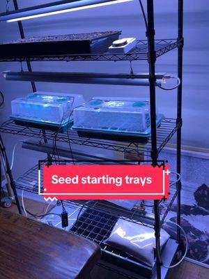 #seedgermination #seedstarting #seedtray #growlights #growingvegetables #garden #gardenlife #gardenproject #gardenseeds #gardening101 #gardeningtips #gardeninghacks #gardening #gardner 