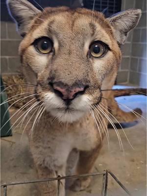 You’ve been seeing lots of snow in our posts and it’s time for more— Snow the Cougar, that is! ❄️🐾 If you aren’t familiar with Snow, then you should know she is arguably our MOST elusive resident 🤫. So why is this clip so special? We’ve never seen her walk up to a camera like this before— especially so boldly! #cougar #cougars #bigcat #mountainlion #mountainlions #puma #pumas #pumaconcolor #catamount #bigcats #rescuedcat #rescuecat #catsanctuary #catrescue #sanctuarylife #animalsanctuary #animalsanctuarylife #wildcatsanctuary #boop 