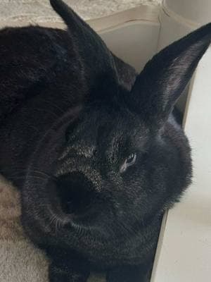 #bestphotoposes #rabbitsoftiktok #bunniesoftiktok #rizzface? #rabbit #blackrabbit #fyp #fypage #fypagetiktok #fypシ 