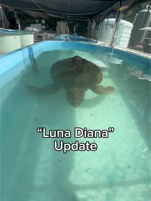 Luna Diana is eating well and is now in deeper water! 🐢💧 Luna Diana is the loggerhead sea turtle that arrived at The Turtle Hospital about a week ago with a boat strike injury, barnacles, and a crab hiding in the wound of her shell. She’s doing better already and is even enjoying a little back scrub every now and then. ❤️‍🩹 Today, she is scheduled for an exam with Dr. Terry. Wish her luck! 🙏 #barnacles #seaturtlebarnacles #loggerheadseaturtle #loggerhead #loggerheadturtle #rescuerehabrelease #seaturtlerescue #turtle #turtlehospital #marathonturtlehospital #theturtlehospital #sea #seaturtle #seaturtles #science #nature #ocean #beach #seaturtlehospital #seaturtlerehab #wildlife #animals #fyp #seaturtlelove #savetheturtles #STEM #floridakeys #education #patient #connectandprotect #compassioniscontagious #animaltiktok #turtletok 