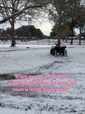 Frankie is livin her best life! #snow #texassnowstorm #snowday #fyp #dachsund #weeniedog #dogsoftiktok #texas 