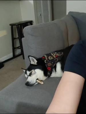 I tried to make him play with the bone and turned around, but when I turn back around to see what he doing, this was him 😆#LIVEhighlights #TikTokLIVE #LIVE #husky #huskies #funnyhusky #funnyhuskies #huskytok #pets #dogs #funnydogs #siberianhusky #siberianhusky 