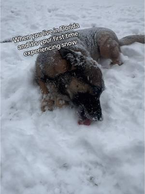 What is this food falling from the sky 😂 #k9 #retiredk9 #gsd #dog #fyp #mwd 