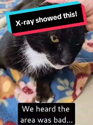 We had heard the area where Mongoose was picked up is a very bad area for cats.  We feared he would be returned to field there (rtf- a practice where cats are returned outside where they were found- or any random outdoor location 😫). But, it's worse than we feared. During the exam yesterday with Dr Nancy,  a pellet was found in his chest. Mongoose was shot at some point in his life.  And, he was hit by a car last month. Unfortunately,  we doubt this was an accident as residents there purposely try to harm the cats with their vehicles. His life has been sad and terrible. But, that life is something he'll never know again. ------------ Mongoose was taken to the ER in December with a kitty cold,  after someone had seen him getting hit by a car. Poor Mongoose tumbled after being struck and then scurried into the woods. A kind woman who traps cats found him in the woods and got him help (Thank you Dottie!). He was later transferred to the county shelter.  Mongoose had major infection and inflammation in his mouth,  but no major damage from the car accident. All of his remaining teeth were removed.  He also has stenotic nares,  which means his nostril openings are smaller than the average cat. His ears are flattened to his head,  most likely from untreated infections and cat fight wounds. He is FIV positive (weakened immune system but can live a long, healthy life just like nonFIV cats). We will share more on his visit and checkup with Dr Nancy soon ( Thank you Dr Nancy !) #adoptdontshop #adopt #rescue #rescuedismyfavoritebreed #rescuedcat #sheltercat #shelterpet #tuxedocat #blackandwhitecat #flatears #airplaneears #flatearsociety #catabuse #catreel #furrynationsalvation #fyp #tiktokcats🐱 #tiktokcats 