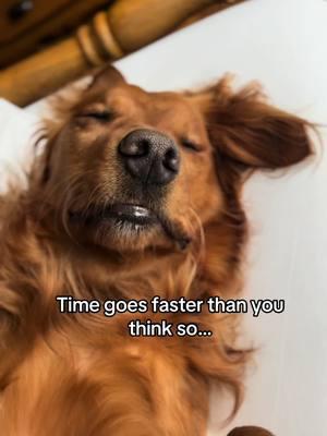 Make the most of the years you have♥️🐾 #teenagedog #DogParents #puppyblues #enrichmentfordogs #goldenretrieverlife #dogpark #puppydog #fieldgoldenretriever #dogtreats #dogtoysoftiktok #redgoldenretriever 