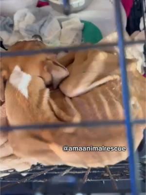 This innocent puppy endured unimaginable neglect! But hope isn’t lost-we can change her story together! Share to raise awareness and help us save lives. #amaanimalrescue #dogsoftiktok #puppiesoftiktok #viralvideo 